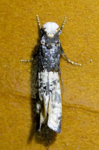 Trichophaga tapetzella